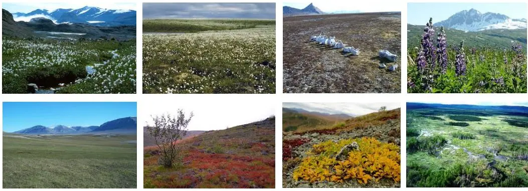 flora y fauna de la tundra - Qué países tienen tundra