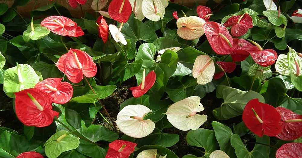 plantas con flores rojas - Qué planta se parece al anturio