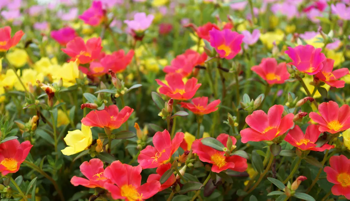 flores que no necesitan agua - Qué plantas resistentes a la sequía