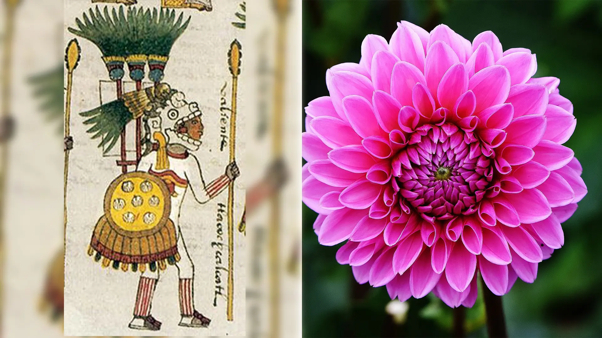 flores prehispanicas de mexico - Qué plantas se usaban en Mesoamerica