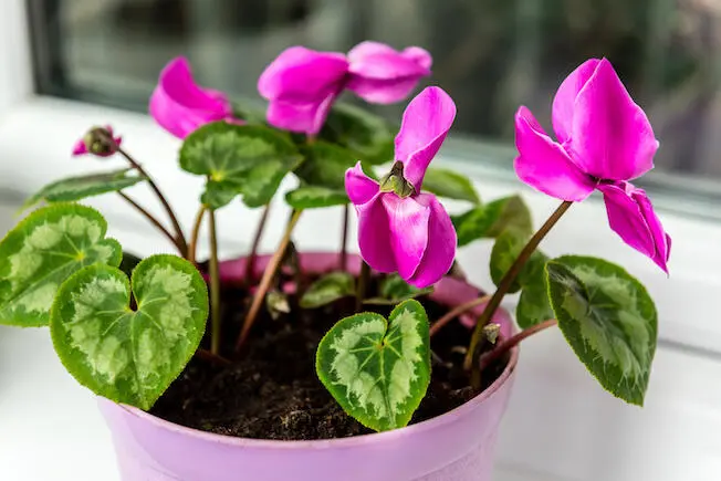 plantas de invierno con flores en argentina - Qué plantas son resistentes al frío