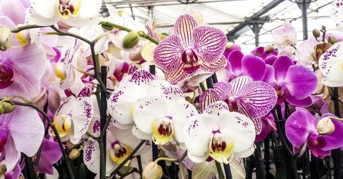 lenguaje de las flores orquidea - Qué representa la orquídea en el amor