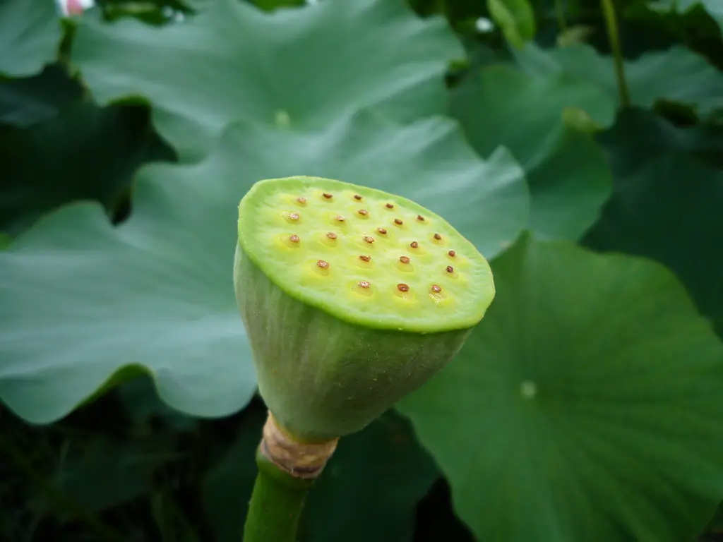 fruto flor de loto - Qué sabor tiene la flor de loto