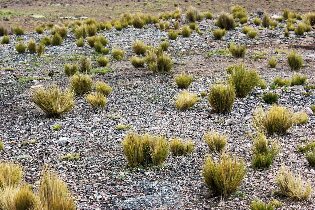 flora de la puna argentina - Que se cultiva en la Puna argentina