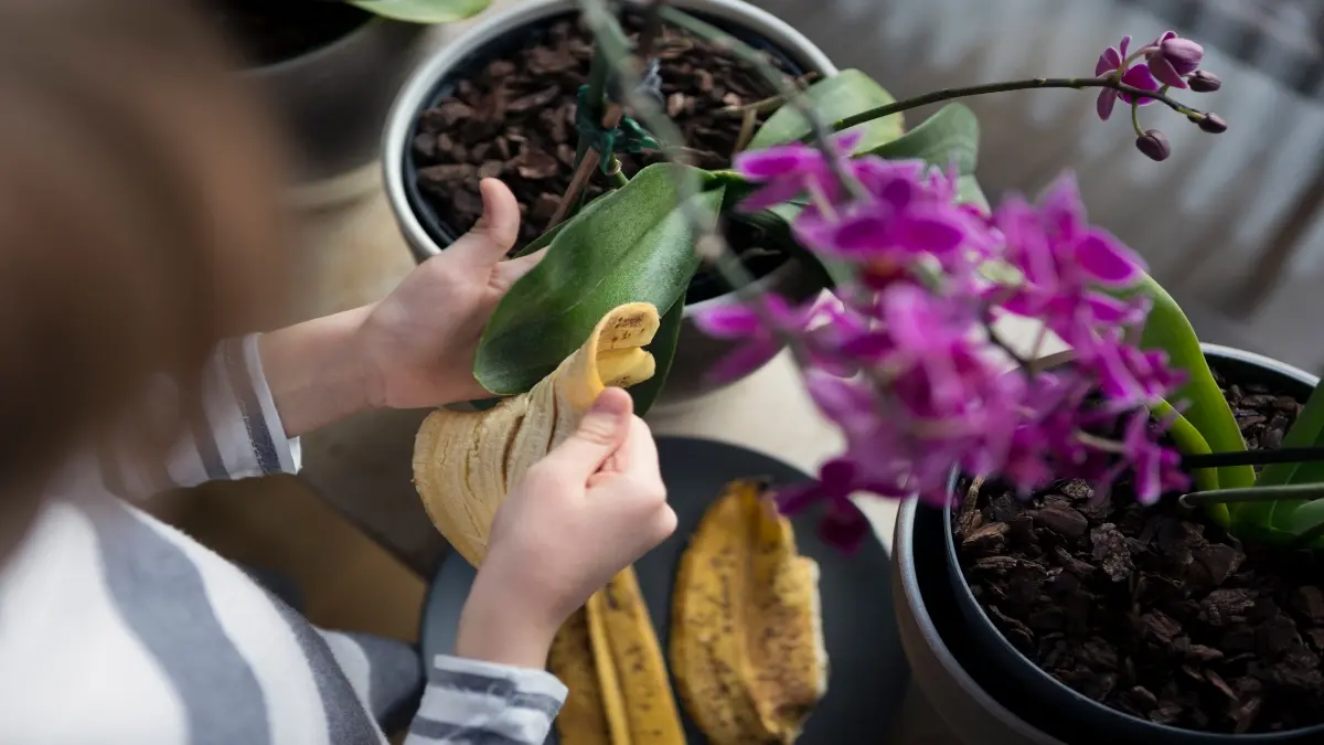 como cuidar las flores del jardin - Qué se le puede poner a las plantas para que florezcan