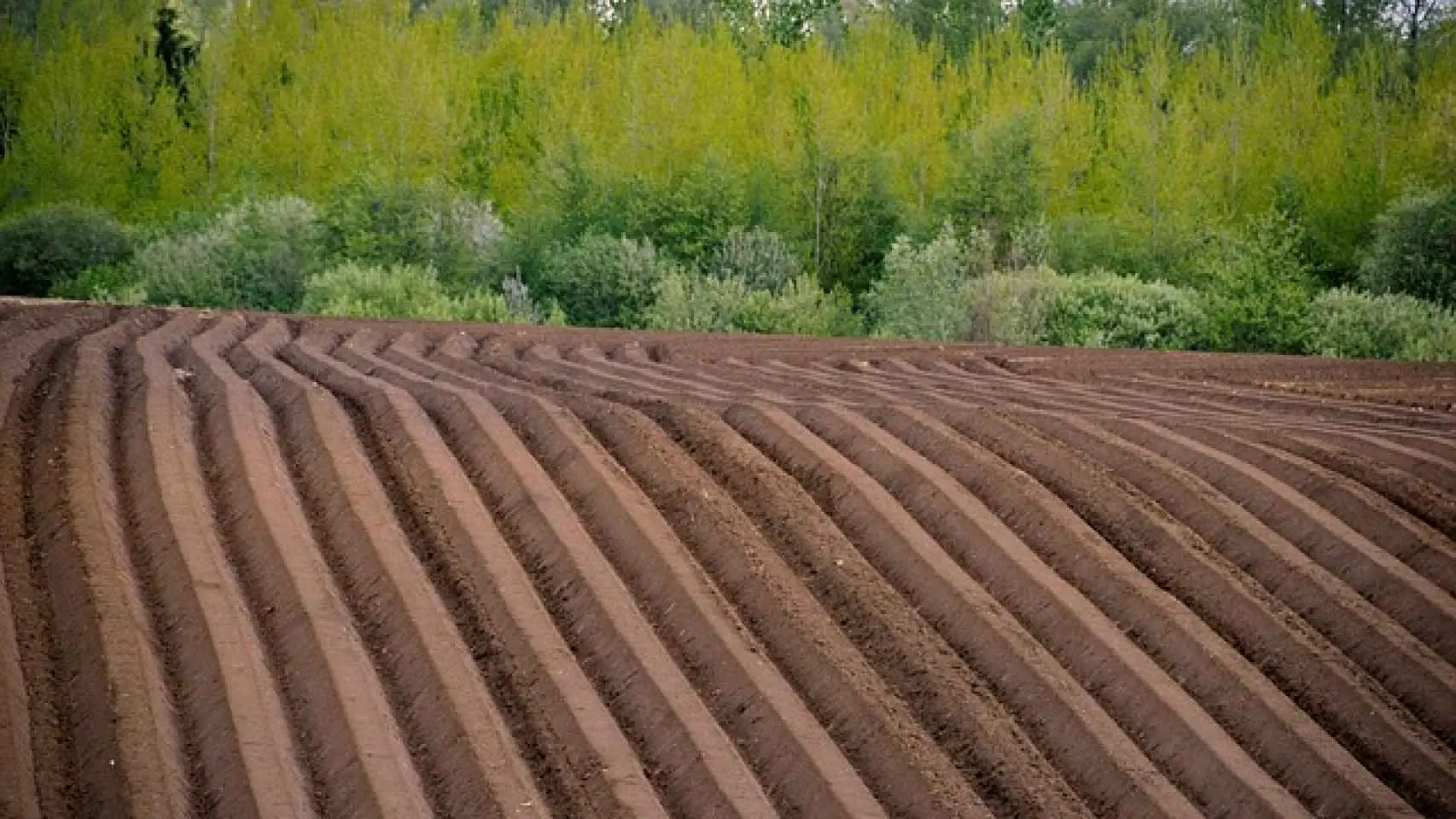 flores que se siembran en agosto - Que se puede plantar o sembrar en agosto