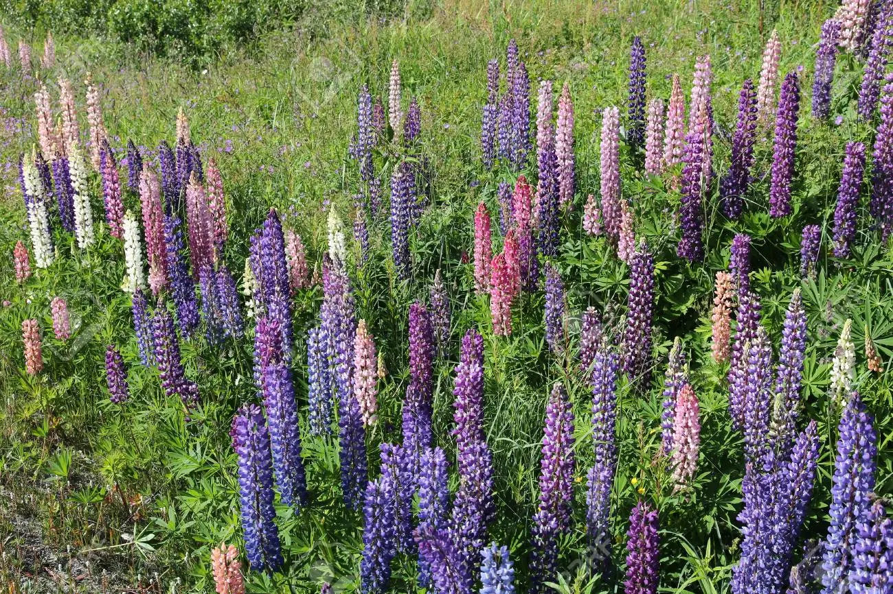 flores noruegas - Que se puede sembrar en Noruega