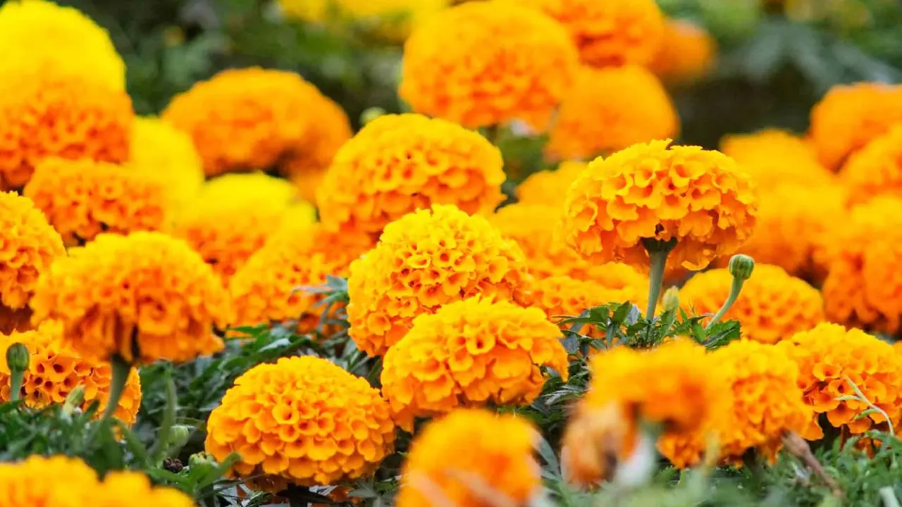 dia de los muertos flores naranjas - Qué significa el color naranja en el Día de Muertos