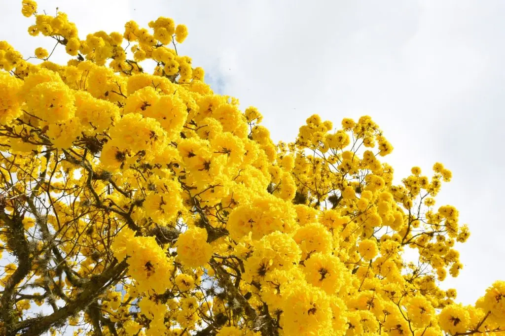 flor de guayacán amarillo - Qué significa el guayacán amarillo
