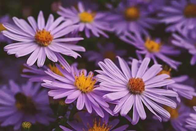 la flor del mes de septiembre - Qué significa flor Aster