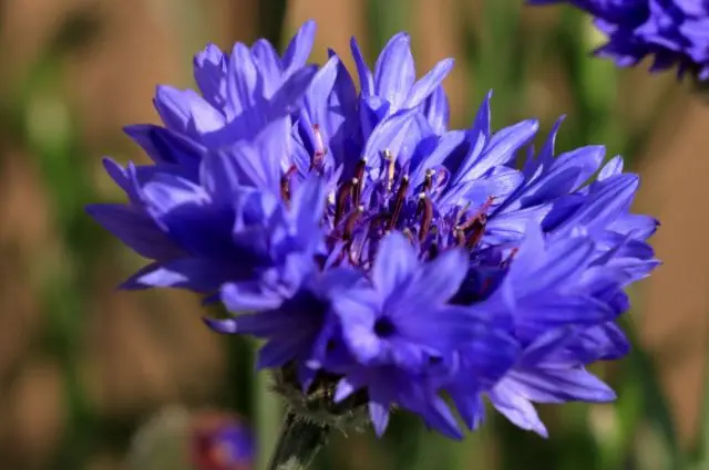 flor nacional de alemania - Qué significa la flor Centaurea