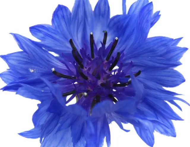flor nacional de alemania - Qué significa la flor de aciano