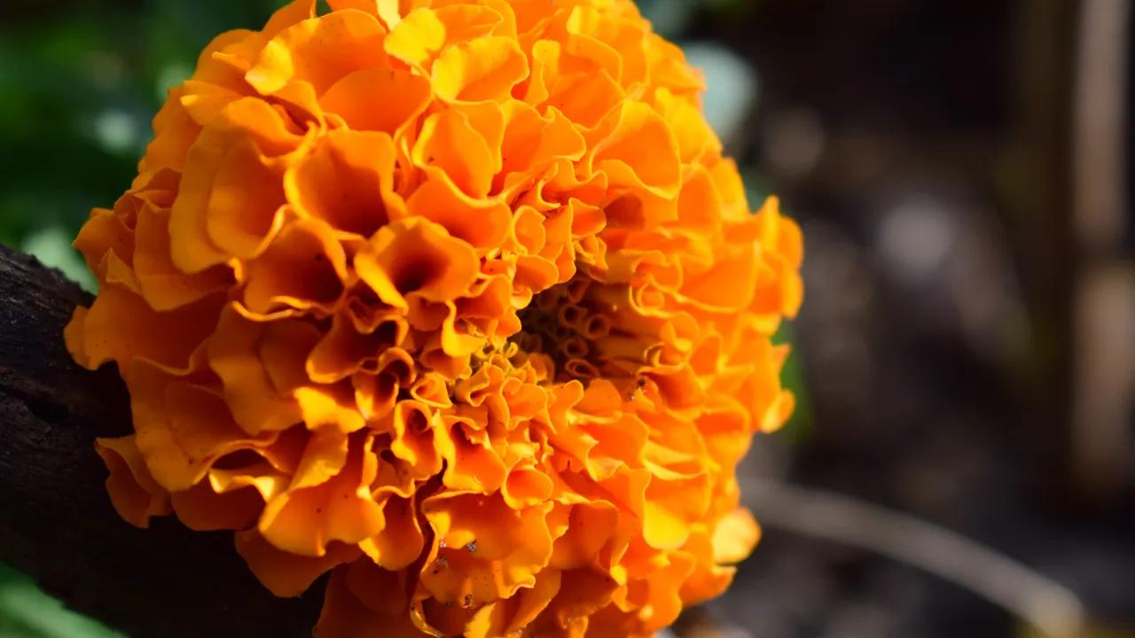 flor de cempasúchil - Qué significa la flor de cempasúchil para los muertos
