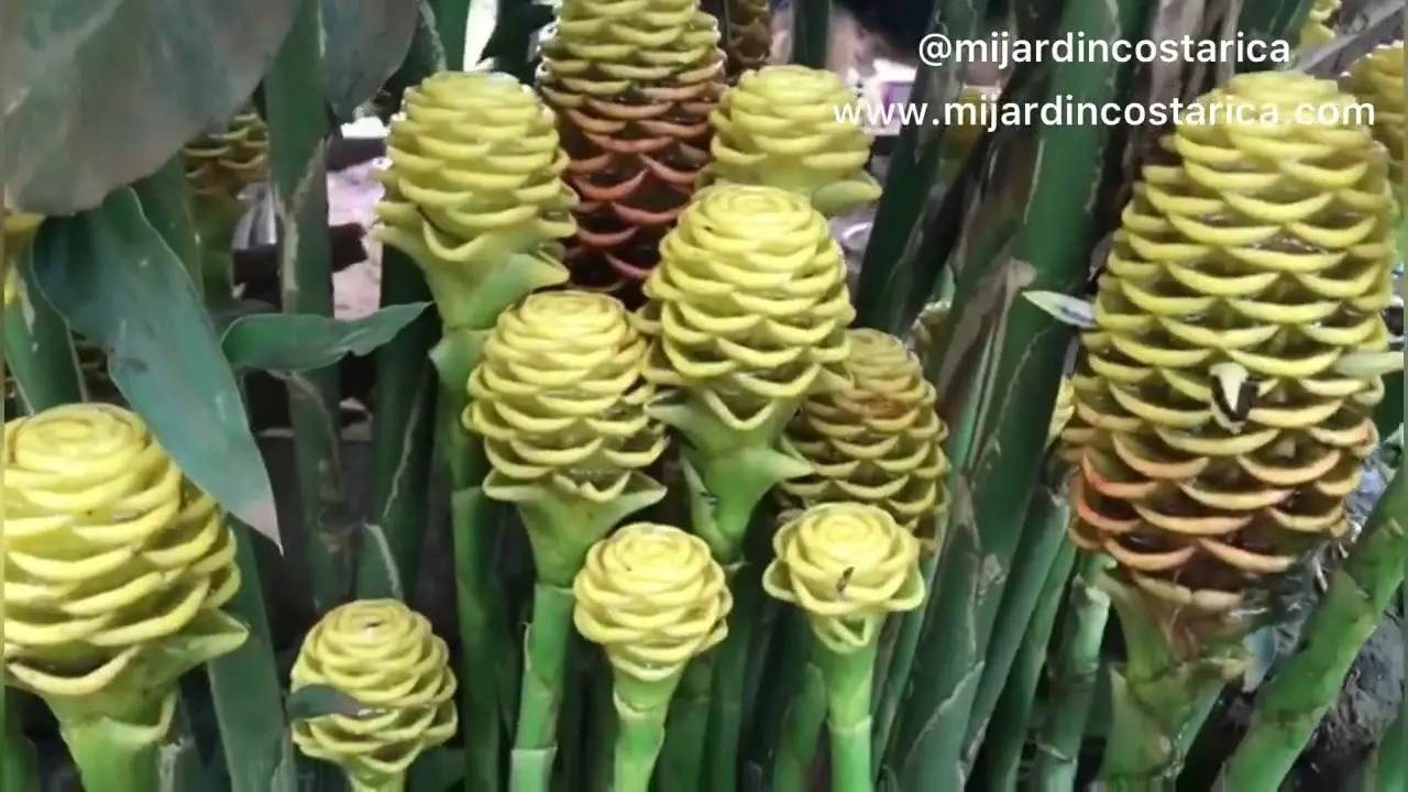 flor de colmena - Qué significa la flor de maraca