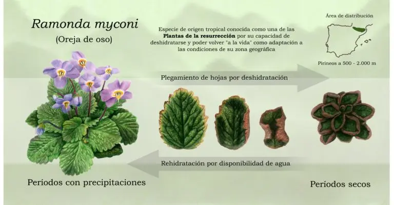 flor oreja de oso - Qué significa la planta oreja de oso