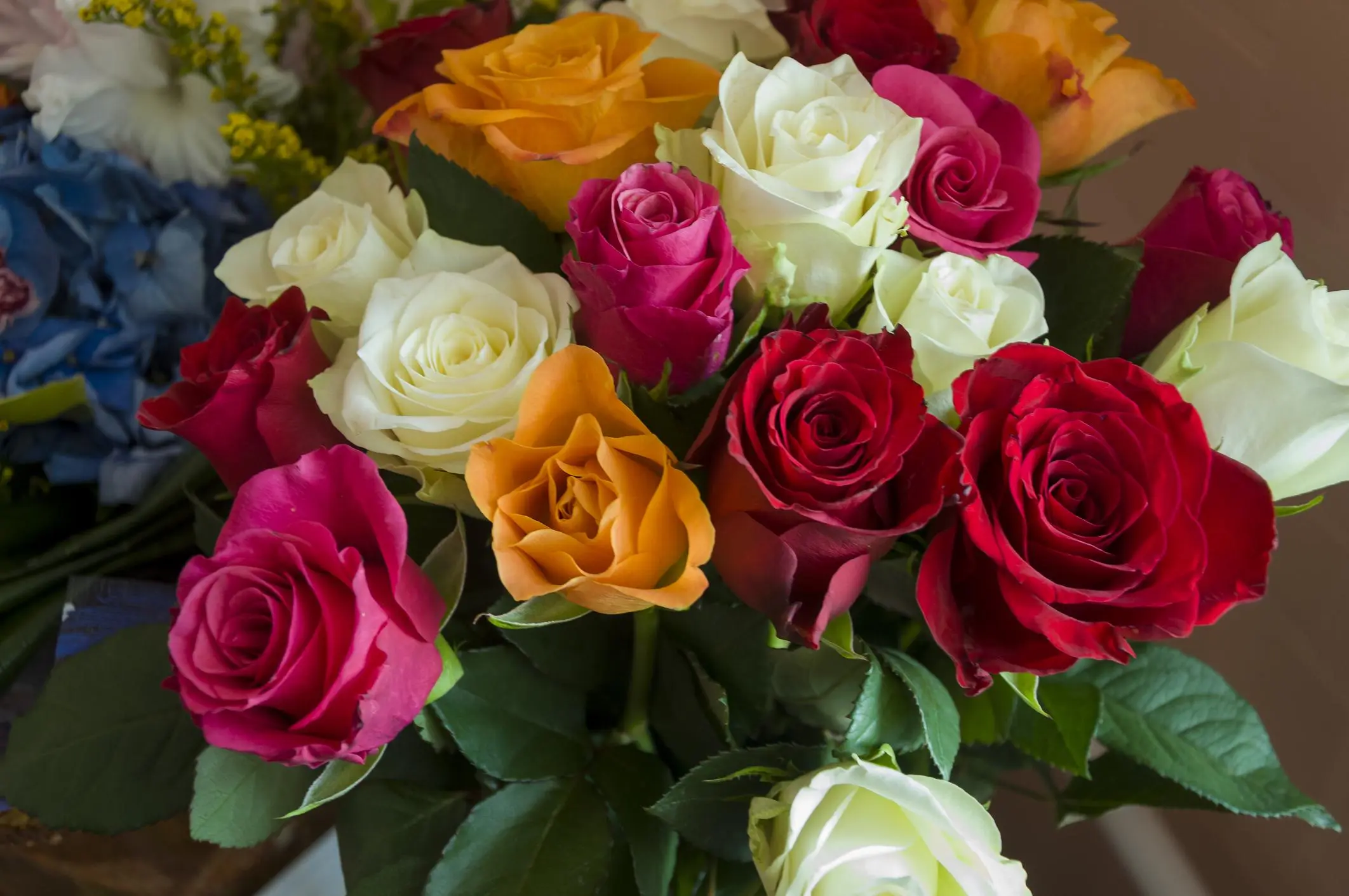 flores rojas - Qué significa regalar una rosa roja