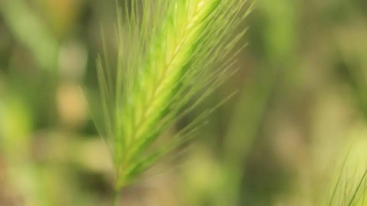 flores con espigas - Qué significa un ramo de espigas