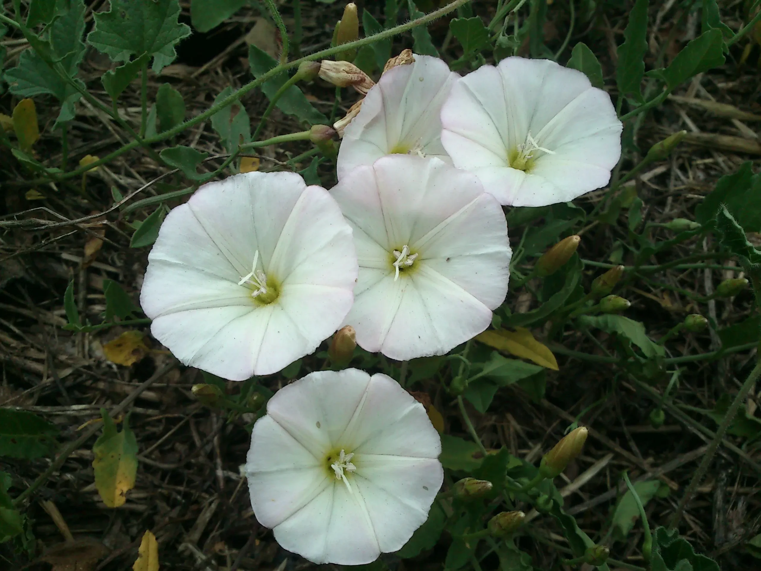flores campanillas blancas - Qué son campanillas blancas