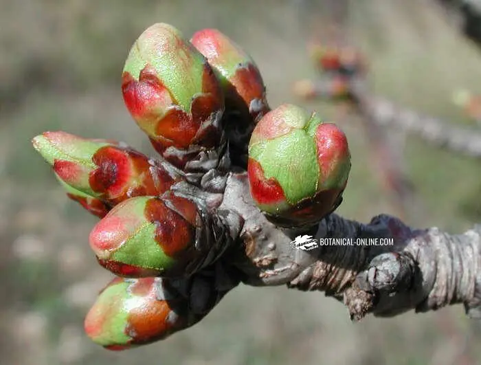 yema de flor - Qué son las yemas de flor