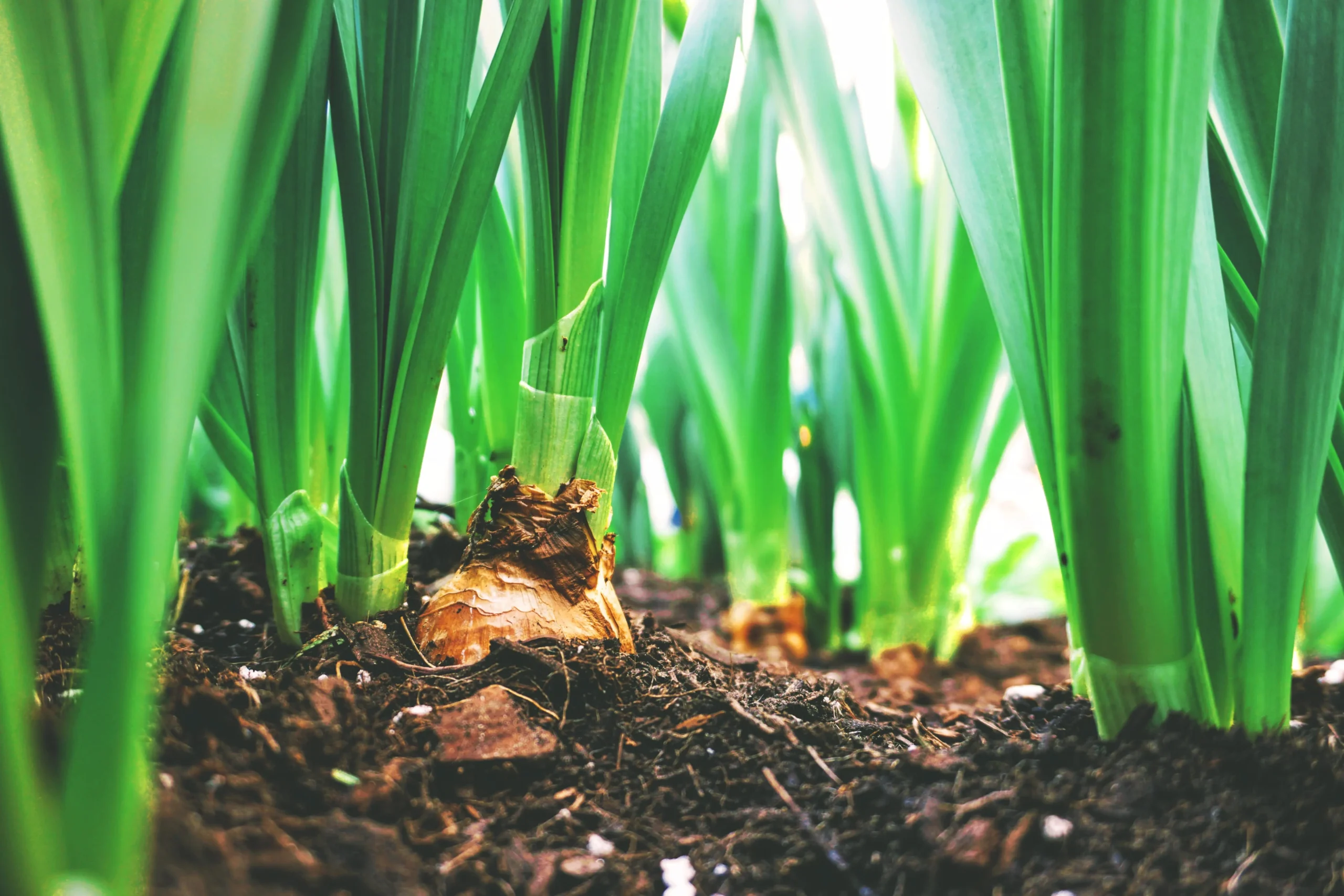 plantas de bulbos con flores blancas - Qué son los bulbos y 10 ejemplos