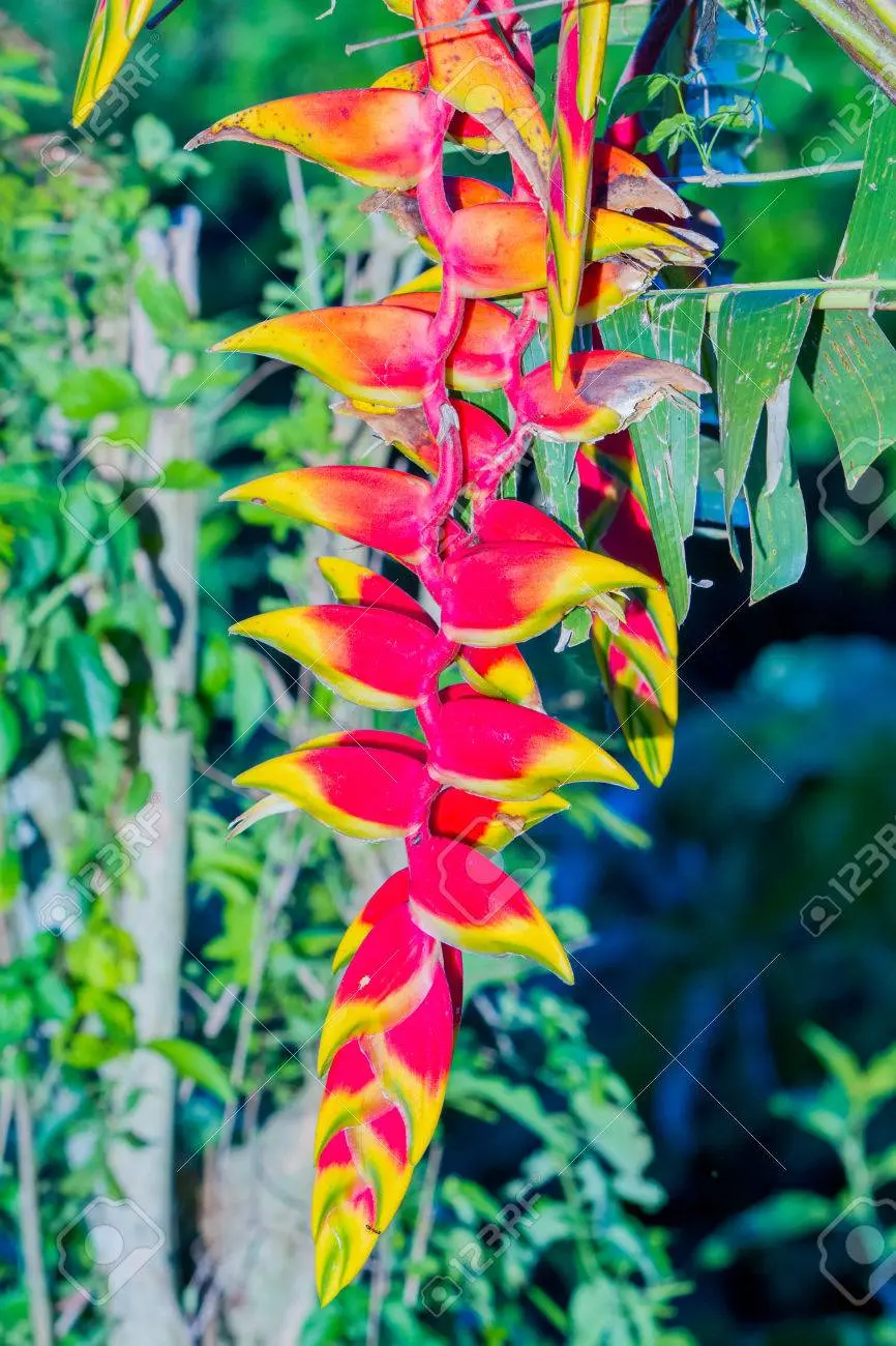 flores de las cataratas del iguazu - Qué tiene de especial las Cataratas del Iguazú