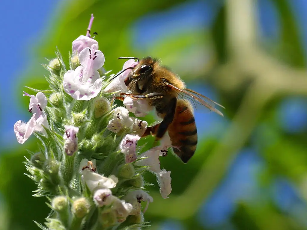 la flor y la polinizacion - Qué tipo de flor realiza la polinización directa