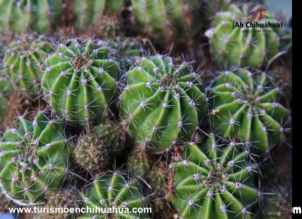 cual es la flora de chihuahua - Qué tipo de flora hay en Chihuahua