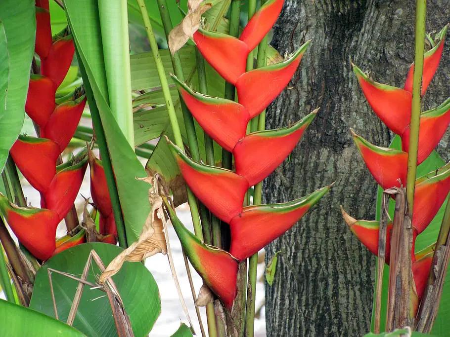 flora de la selva - Qué tipo de flora hay en la selva peruana