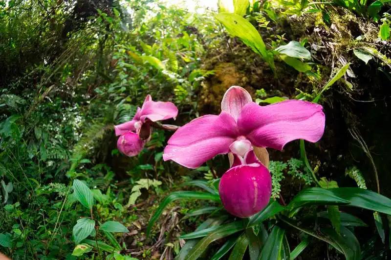 flora de peru - Qué tipo de flora tiene Lima