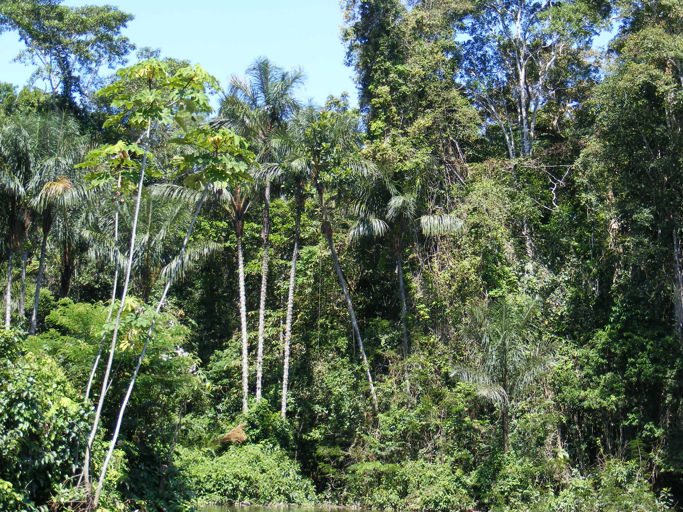 flora de la llanura amazonica - Qué tipo de llanura se encuentra en la region amazonica