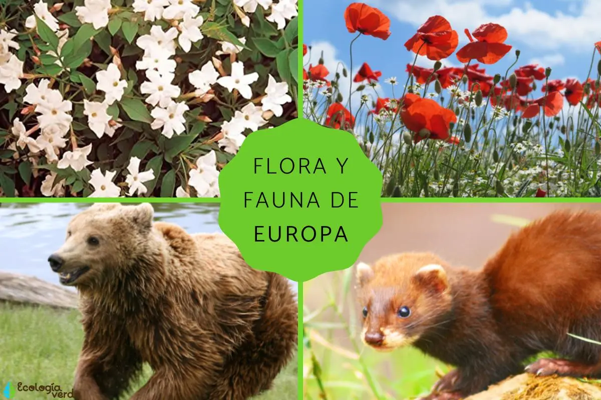 flora y fauna de europa - Qué tipo de plantas se encuentran en Europa
