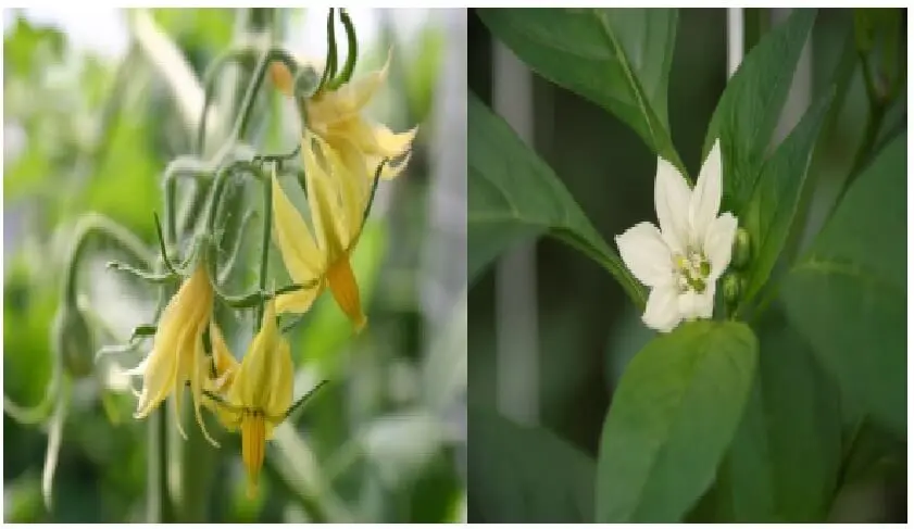 las flores hermafroditas como pueden evitar la autofecundacion - Qué ventajas tienen las flores hermafroditas con respecto a las flores unisexuales