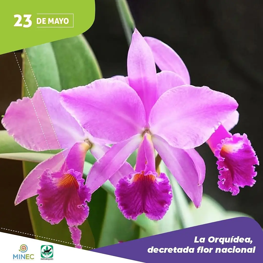 declaracion de la orquidea como flor nacional - Quién le dio el nombre a la orquídea